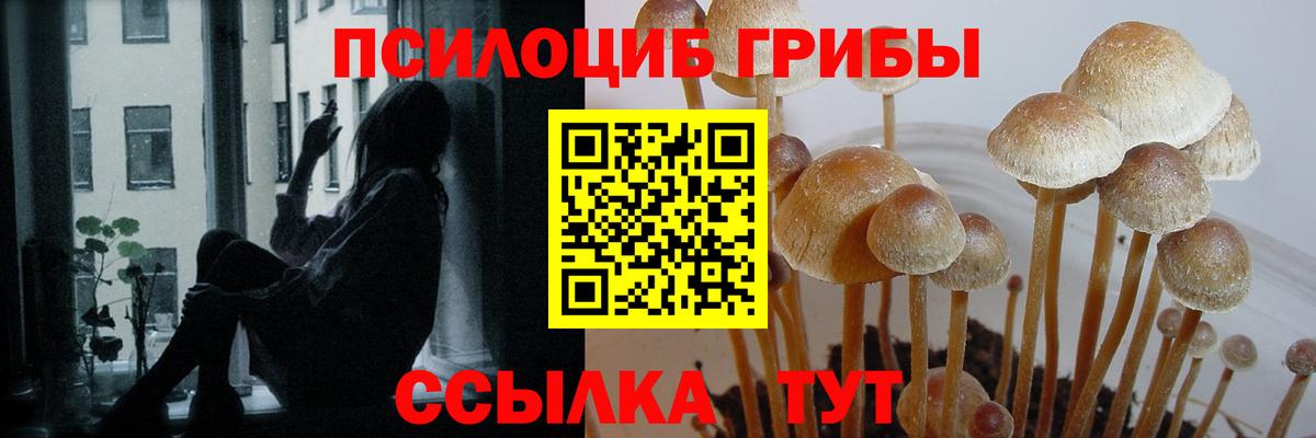 Псилоцибиновые грибы Psilocybe Ростов-на-Дону